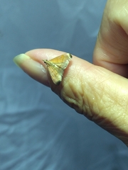 Hemiscopis sanguinea