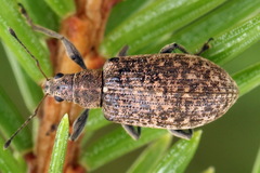 Polydrusus pilosus
