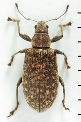 Polydrusus pilosus