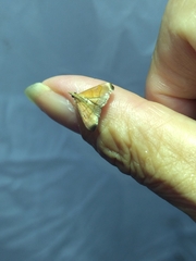 Hemiscopis sanguinea