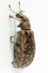 Polydrusus pilosus