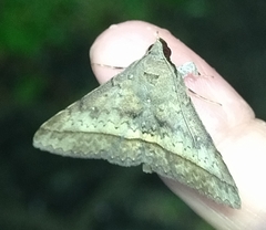 Hypospila bolinoides