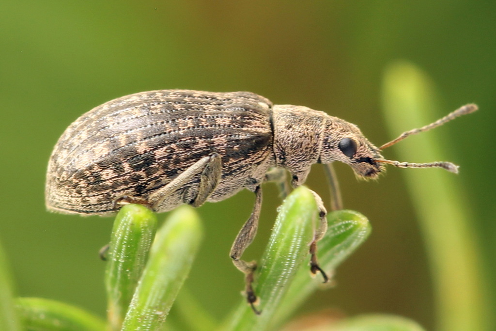 Polydrusus pilosus