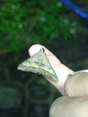 Hypospila bolinoides