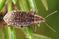 Polydrusus pilosus