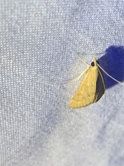 Pyraustini