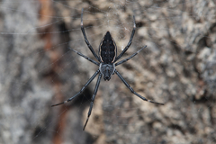 Argiope ocyaloides