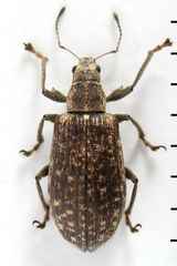 Polydrusus pilosus