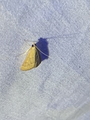 Pyraustini