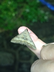 Hypospila bolinoides
