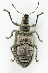 Polydrusus pilosus