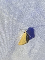 Pyraustini
