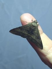 Hypospila bolinoides