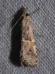 Euchromius gozmanyi