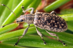 Polydrusus pilosus