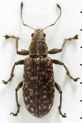 Polydrusus pilosus