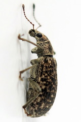 Polydrusus pilosus
