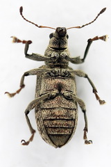 Polydrusus pilosus