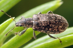 Polydrusus pilosus
