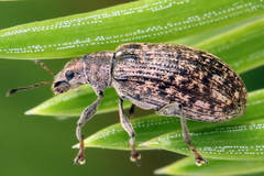 Polydrusus pilosus