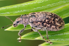 Polydrusus pilosus
