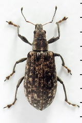 Polydrusus pilosus