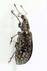 Polydrusus pilosus