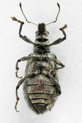 Polydrusus pilosus