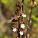 Eulophia micrantha - Photo 由 Corrie du Toit 所上傳的 (c) Corrie du Toit，保留部份權利CC BY-NC