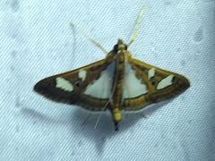 Glyphodes bivitralis