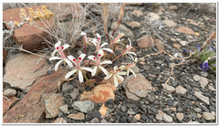 Pelargonium nervifolium
