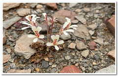 Pelargonium nervifolium