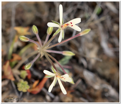 Pelargonium nervifolium