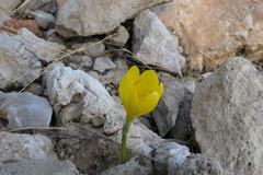 Sternbergia lutea
