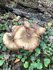 Armillaria mellea