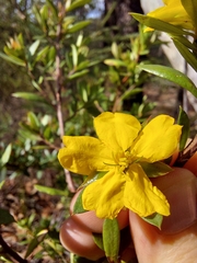 Hibbertia nitida