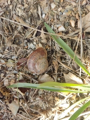 Otala punctata