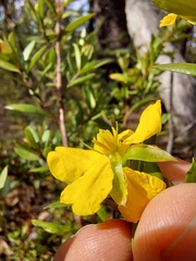 Hibbertia nitida