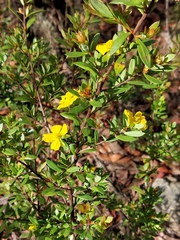 Hibbertia nitida