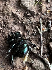 Geotrupes stercorarius