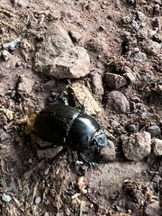 Geotrupes stercorarius
