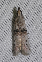 Nephopterix angustella