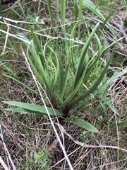 Disa bracteata