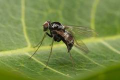 Chrysopilus