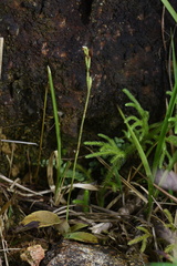 Peristylus