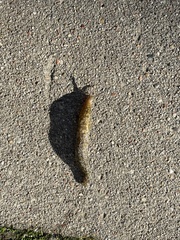 Limacus