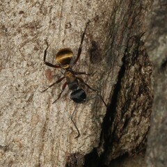 Polyrhachis rufifemur