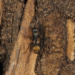 Camponotus aeneopilosus