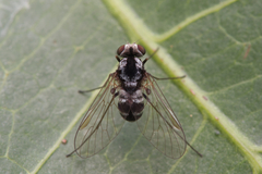 Chrysopilus