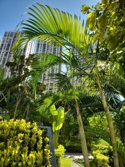 Dypsis lutescens